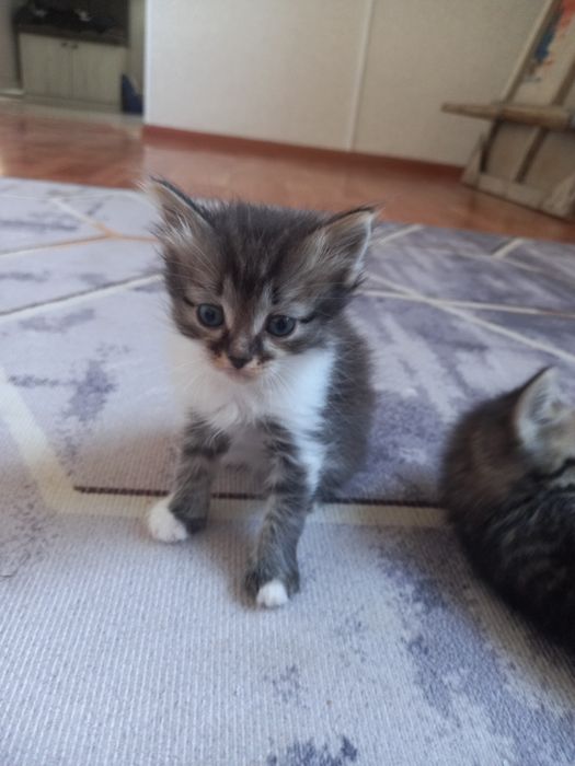 Отдам даром котят