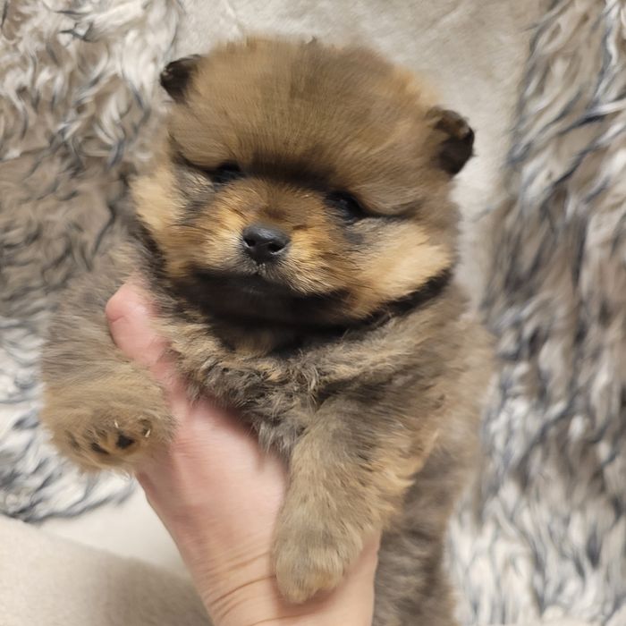 Продаются шпицы малыши