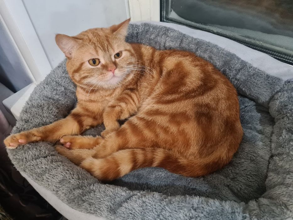 Бронь шотландских котят