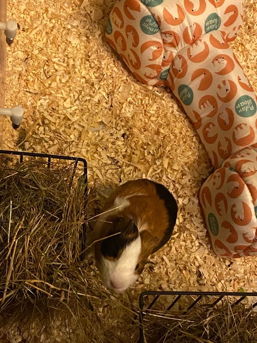 Морско свинче на 5 месеца - мъжко