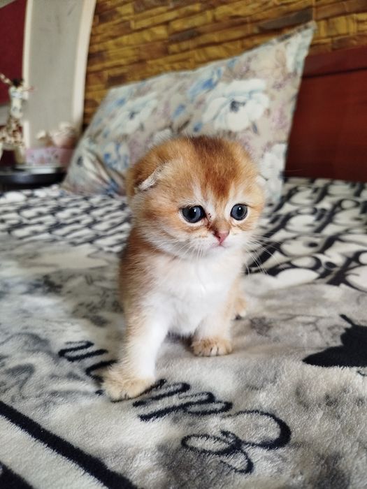 Мальчик скотиш фолд 13.04.26г.