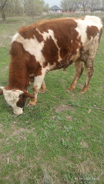 Продам быка сименталь