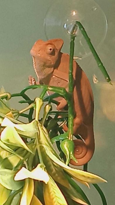 Продам террариум для рептилий