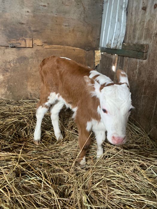 Корова с телочкой, 3 отёла