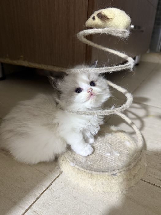 Regdoll Рэгдолл!!!