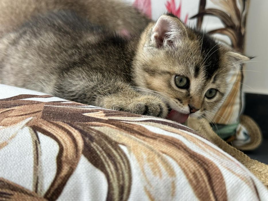 Британски котенца