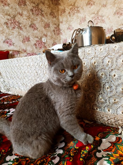 Британская чистокровная кошка