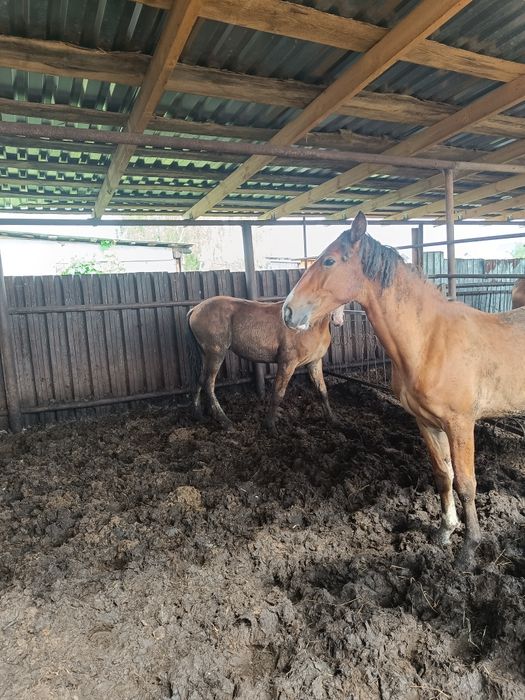 продам таичиков жеребчики