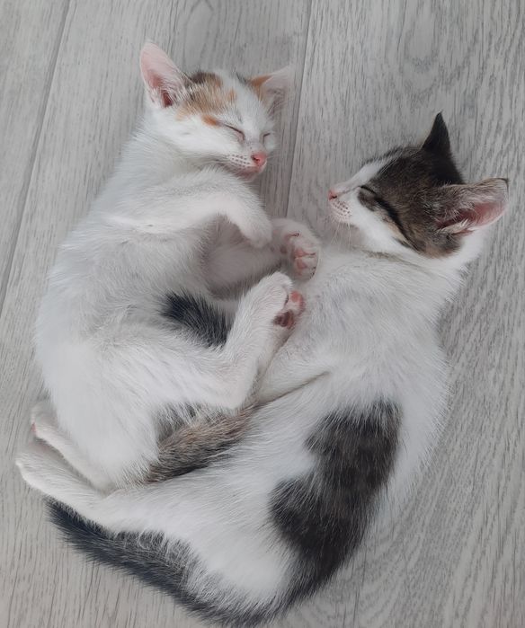 Отдам котят бесплатно