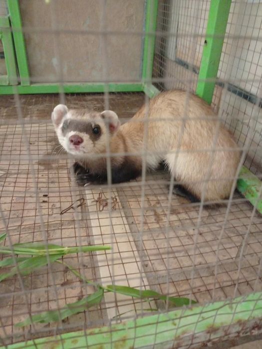Ferret hayvon sotiladi