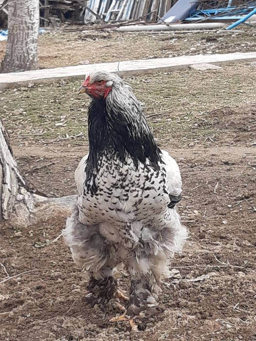 Brama tyomni pux tochkali