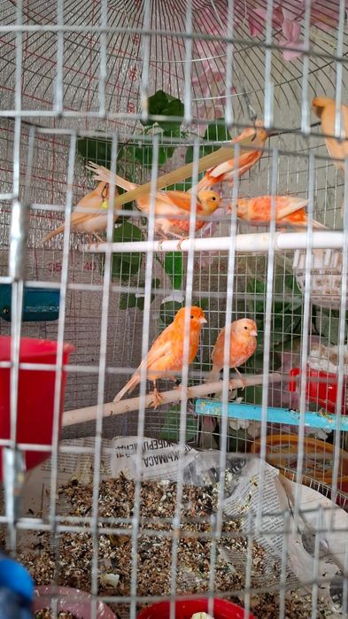 Канорейка красный