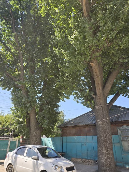 Два дуба для мебели