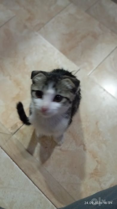 Hadiyaga beriladi