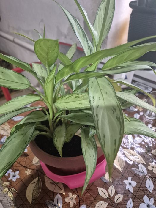 Фикусы молочай Хлорофитум питахайя агламены