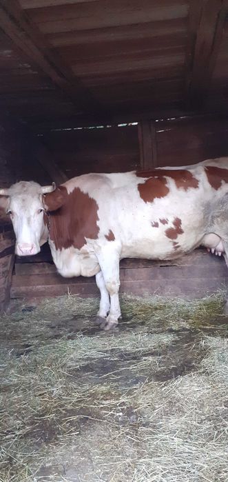Vand vaca cu vitel
