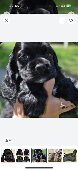 Англиский кокер спаниель охот щенята девочки только