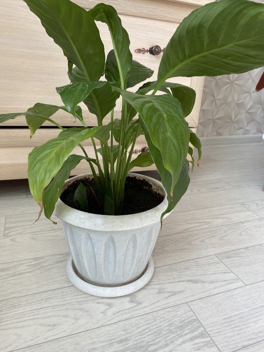 Женская счастье