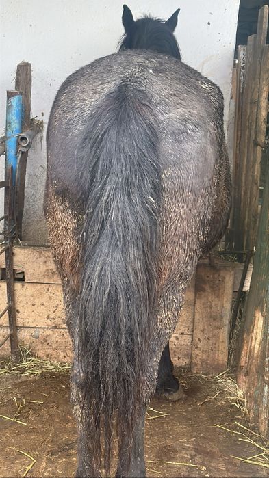 Семіз бие жирная кобыла