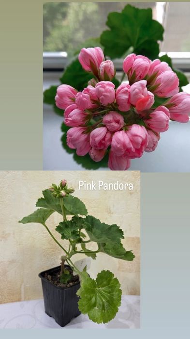 Тюльпановидные, розовидные и др. герани