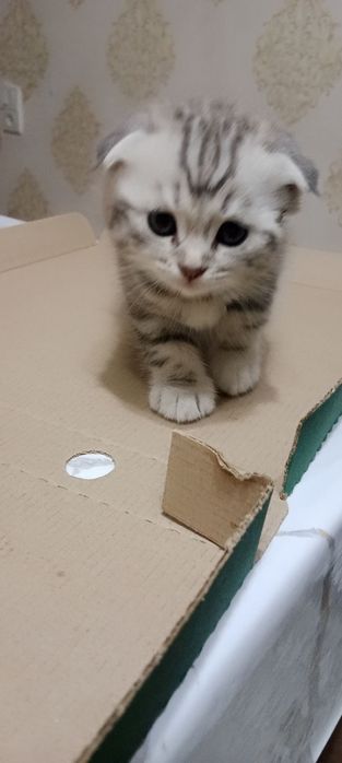 Продам породистых котят