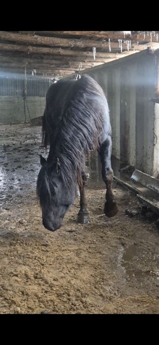 Айгыр Жкребецы ..