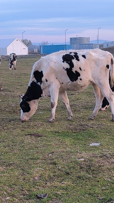 Vând doua juninci Holstein