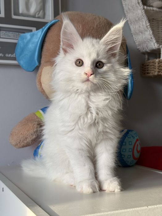Мейн кун котенца / Мейн куун котенца / Maine coon kittens