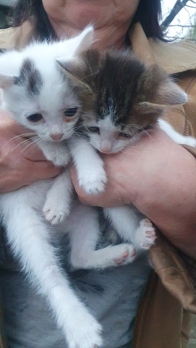Отдам бесплатно котят