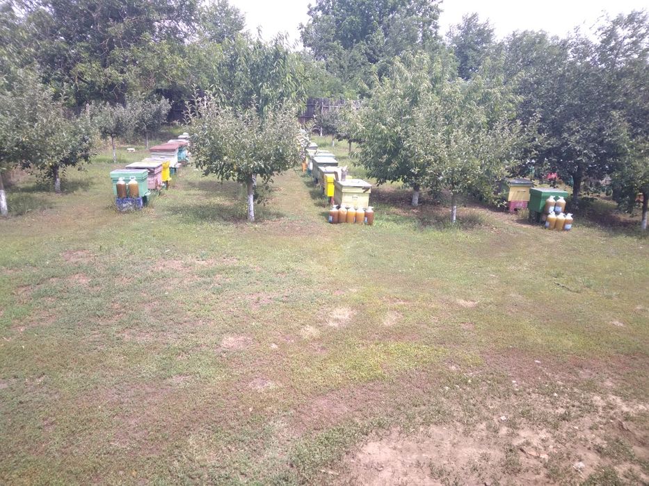 Vând familii de albine după data de 10 aprilie ,