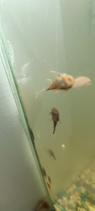 Сомики присоски молодь