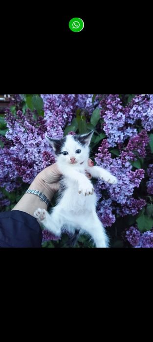 2 котенка ищут себе хозяина