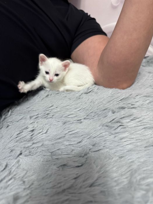 Породистый котенок