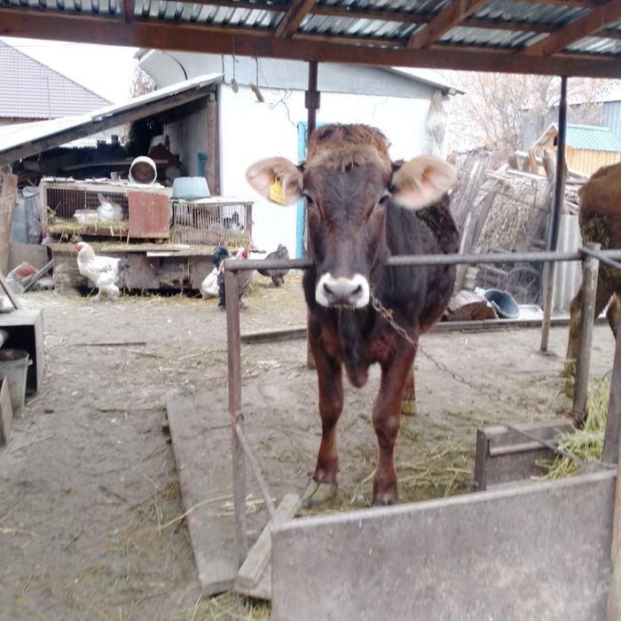 Продам тёлочку хорошую