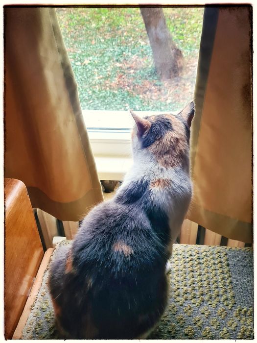 Котка Тами търси дом