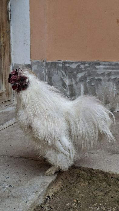 шолк хўроз сотилади