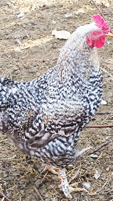 Петух на племя молодой