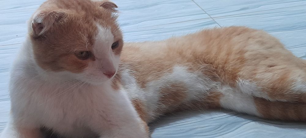 Шотландский выслоухый кыз пышык 1 жыл болган тез арада сатылады