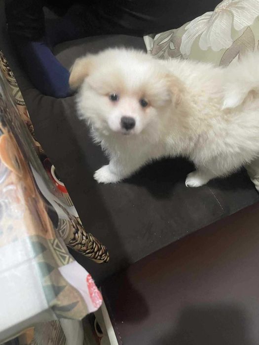 Мъжко Кученце Померан