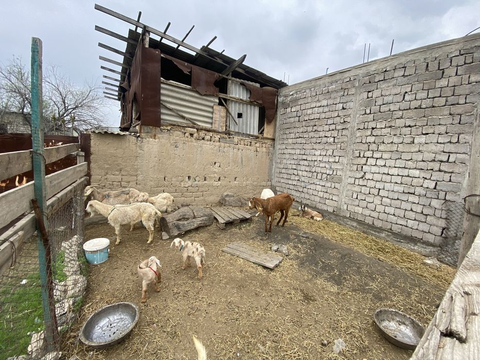 Сауынды ешкилер сатылады