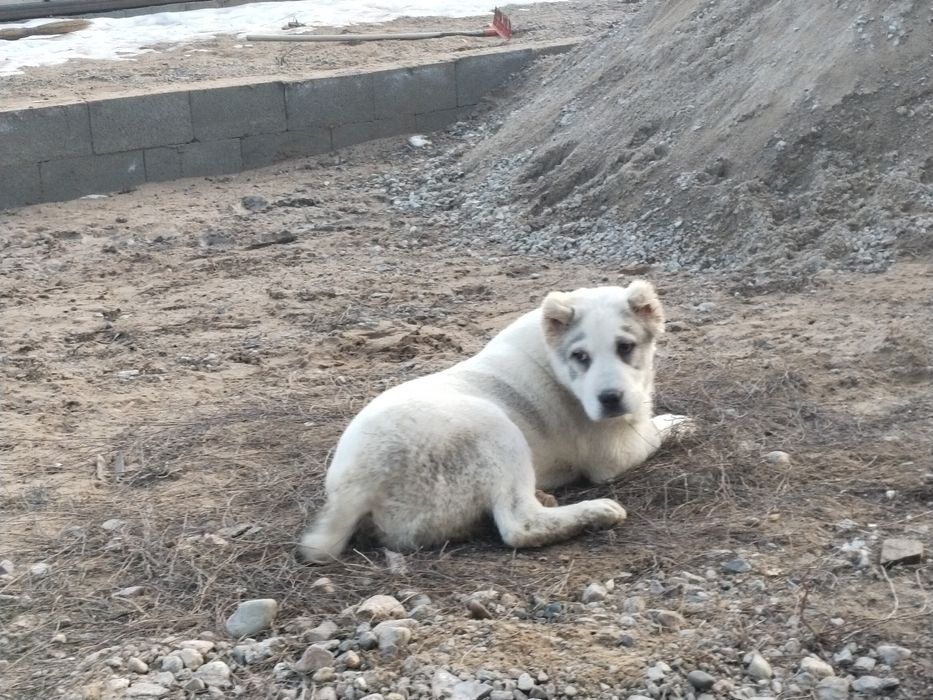 Продам Алабай щенок
