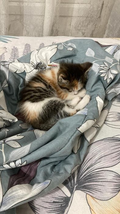 котенок кошка 1 месяц