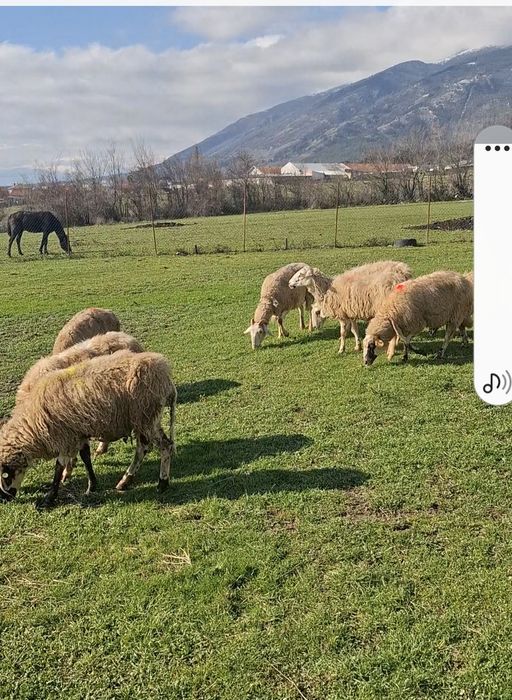 Продавам 6 бр овце ялави за клане