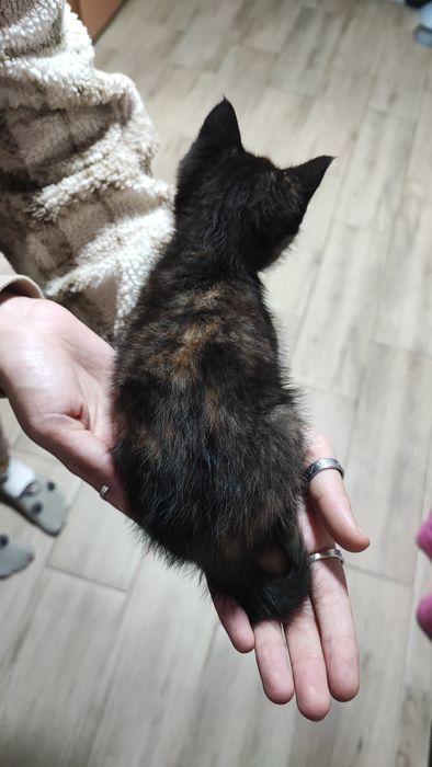 Котёнок ищет семью