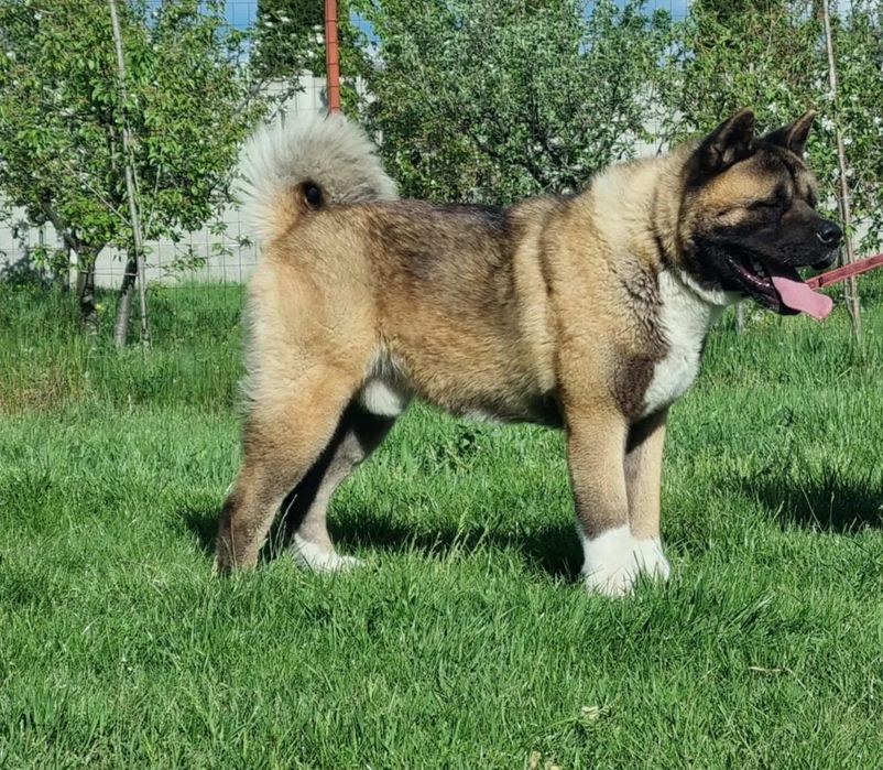 Femela  akita american pedigree tip A