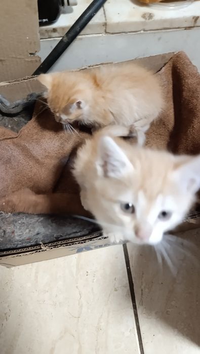 Отдам котят бесплатно