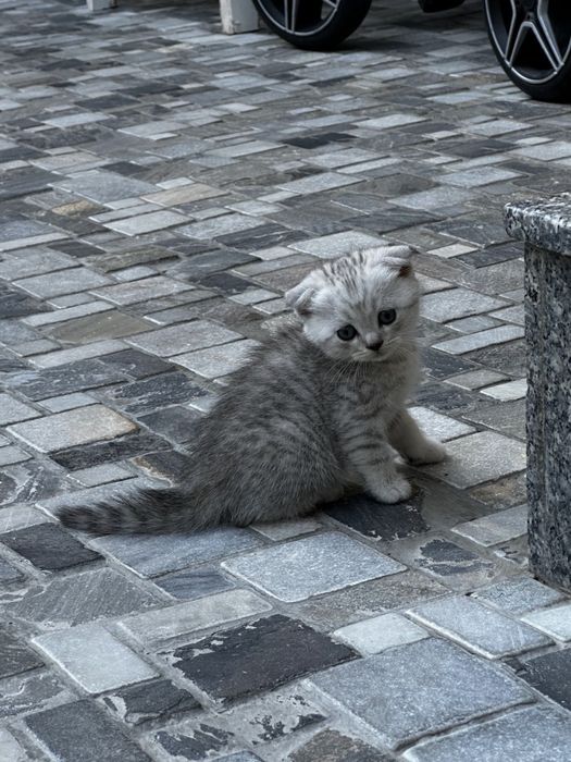 Мушукчалар огил киз