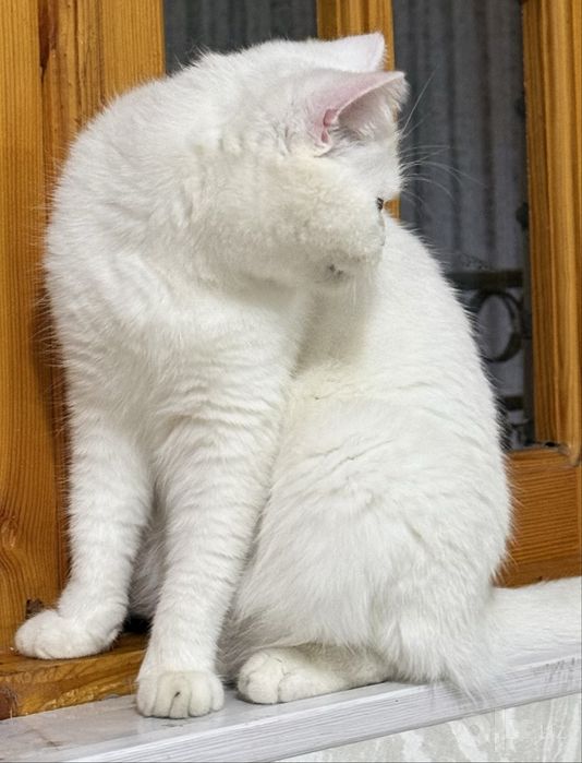 Продается British Shorthair!