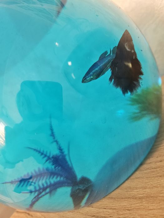 Подарочный ,аквариумный бокс