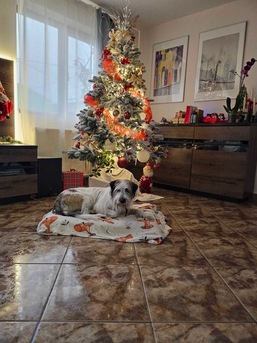 Cazare câini,webcam curte, padoc, Pet sitter